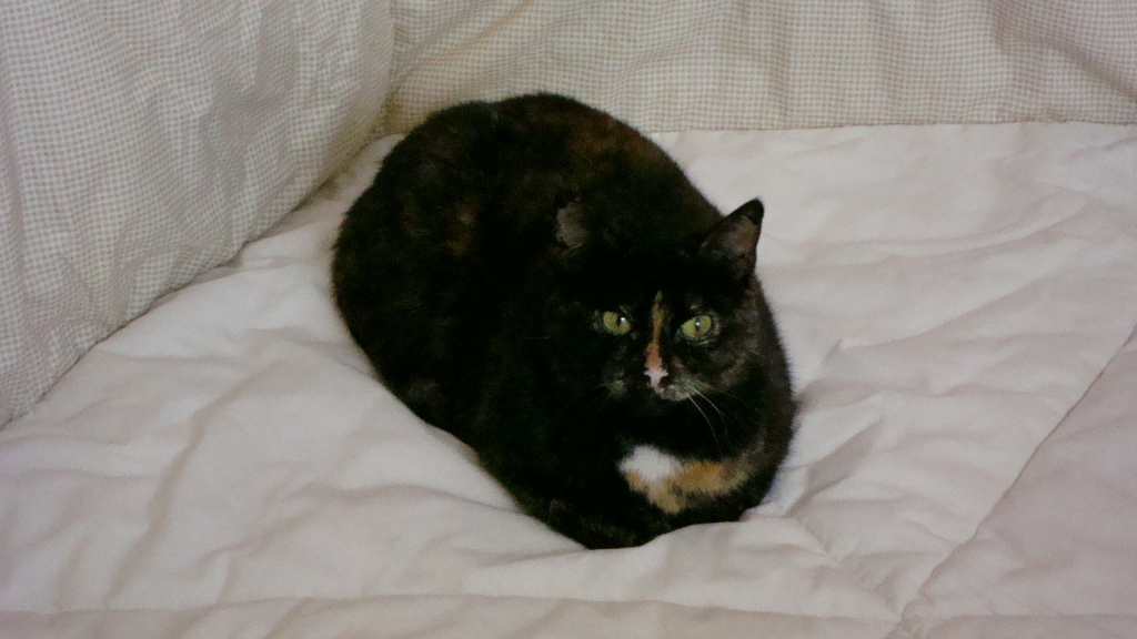 Martha