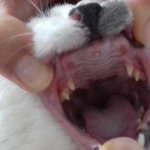 abgebrochene Zähne Billy