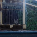 Lucky auf dem Balkon maison "Flocon"