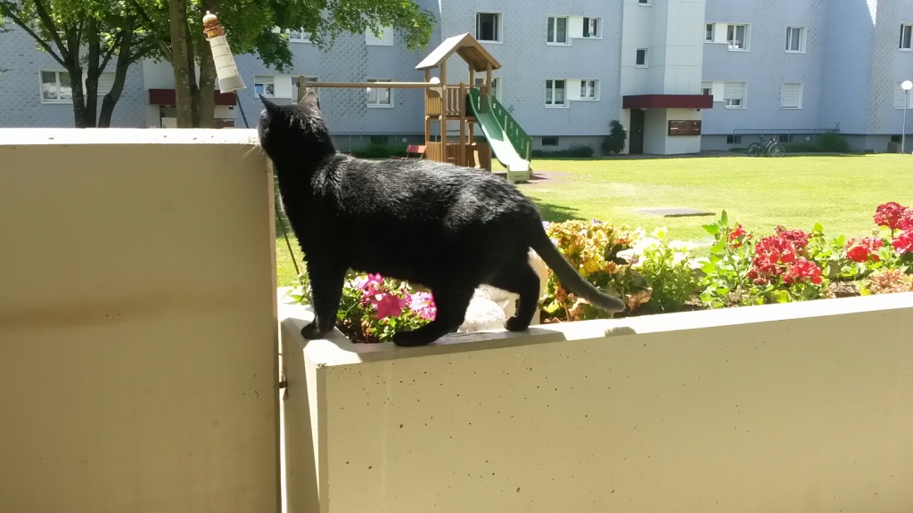 Tschipie und Bellbell in ihrem neuen Zuhause