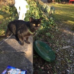 die ersten Ausgänge im neuen Garten noch an der Leine