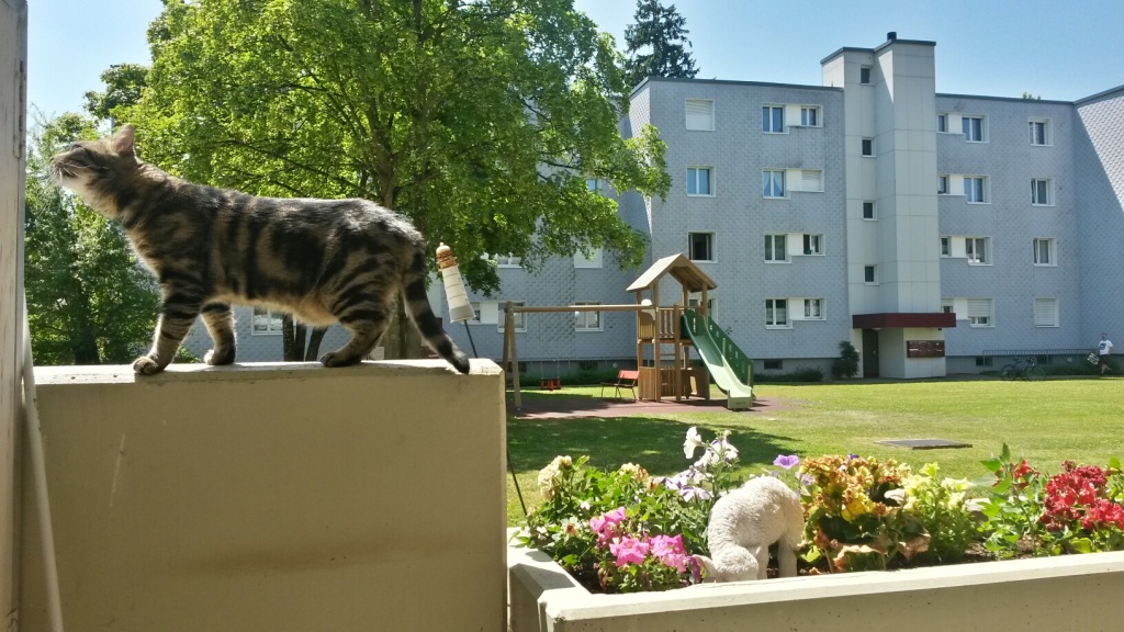 Tschipie und Bellbell in ihrem neuen Zuhause