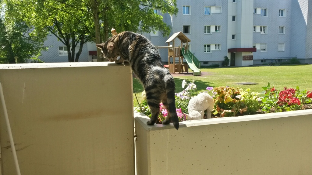 Tschipie und Bellbell in ihrem neuen Zuhause