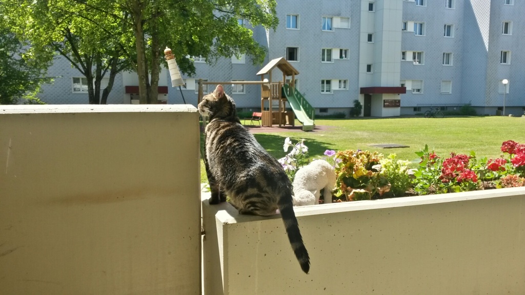 Tschipie und Bellbell in ihrem neuen Zuhause