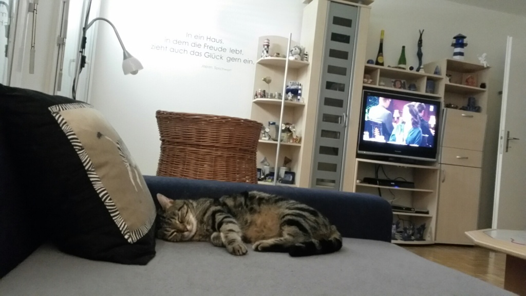 Tschipie und Bellbell in ihrem neuen Zuhause