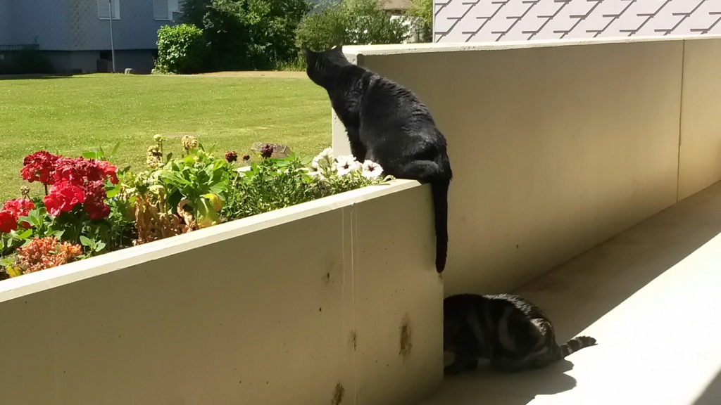 Tschipie und Bellbell in ihrem neuen Zuhause