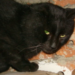 Blacky 2, neu Schuschu †