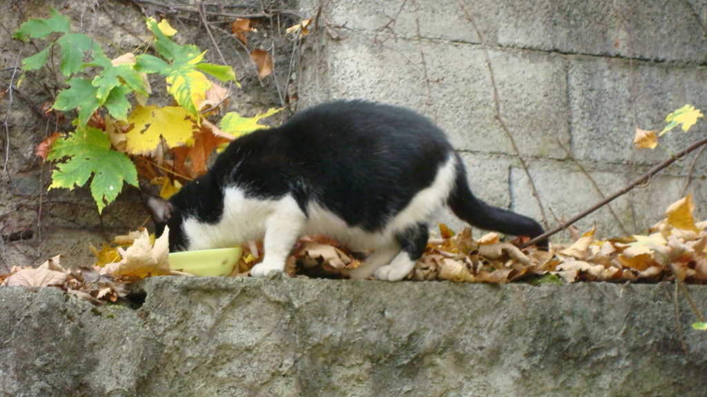 Johny auf der Mauer im Innenhof