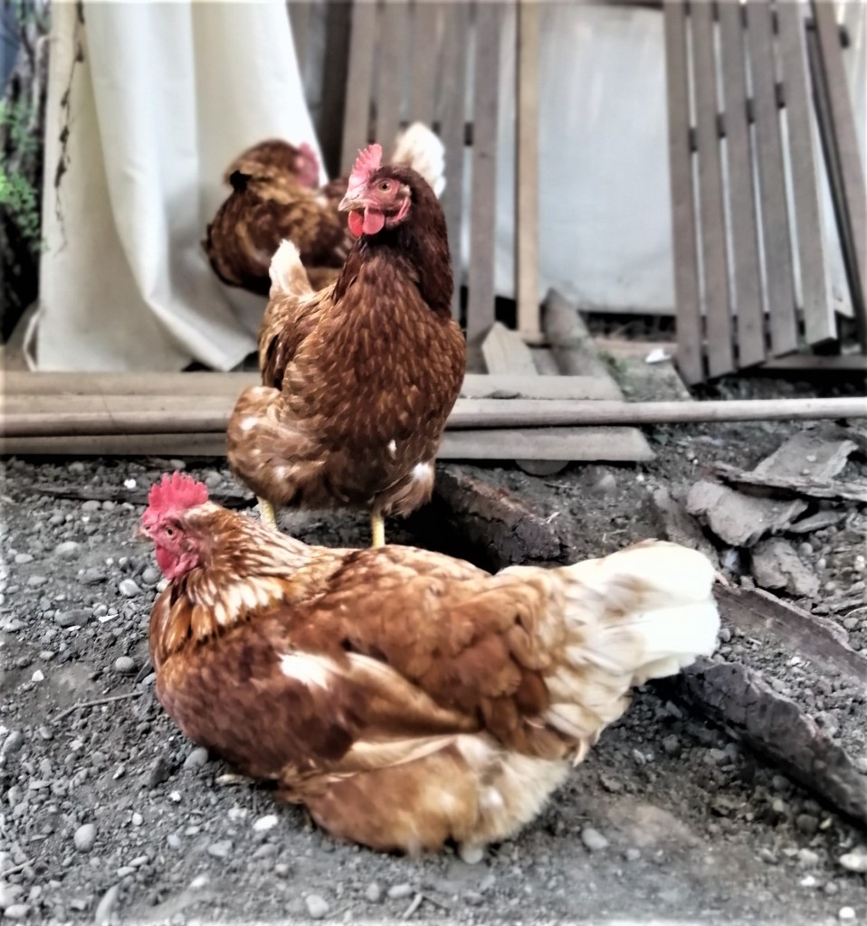 im Garten mit Freundinnen