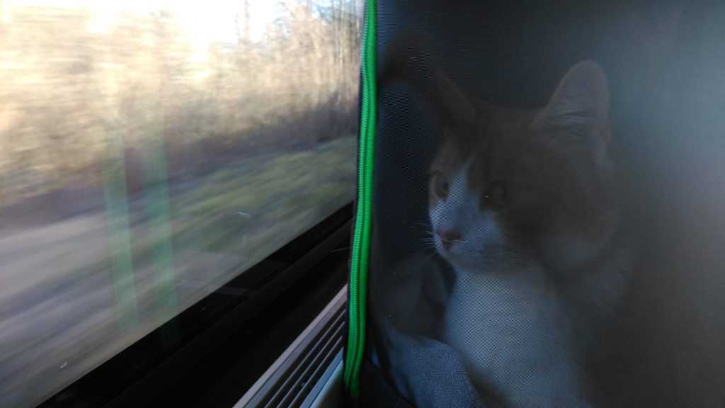 Cesar fährt gerne Zug